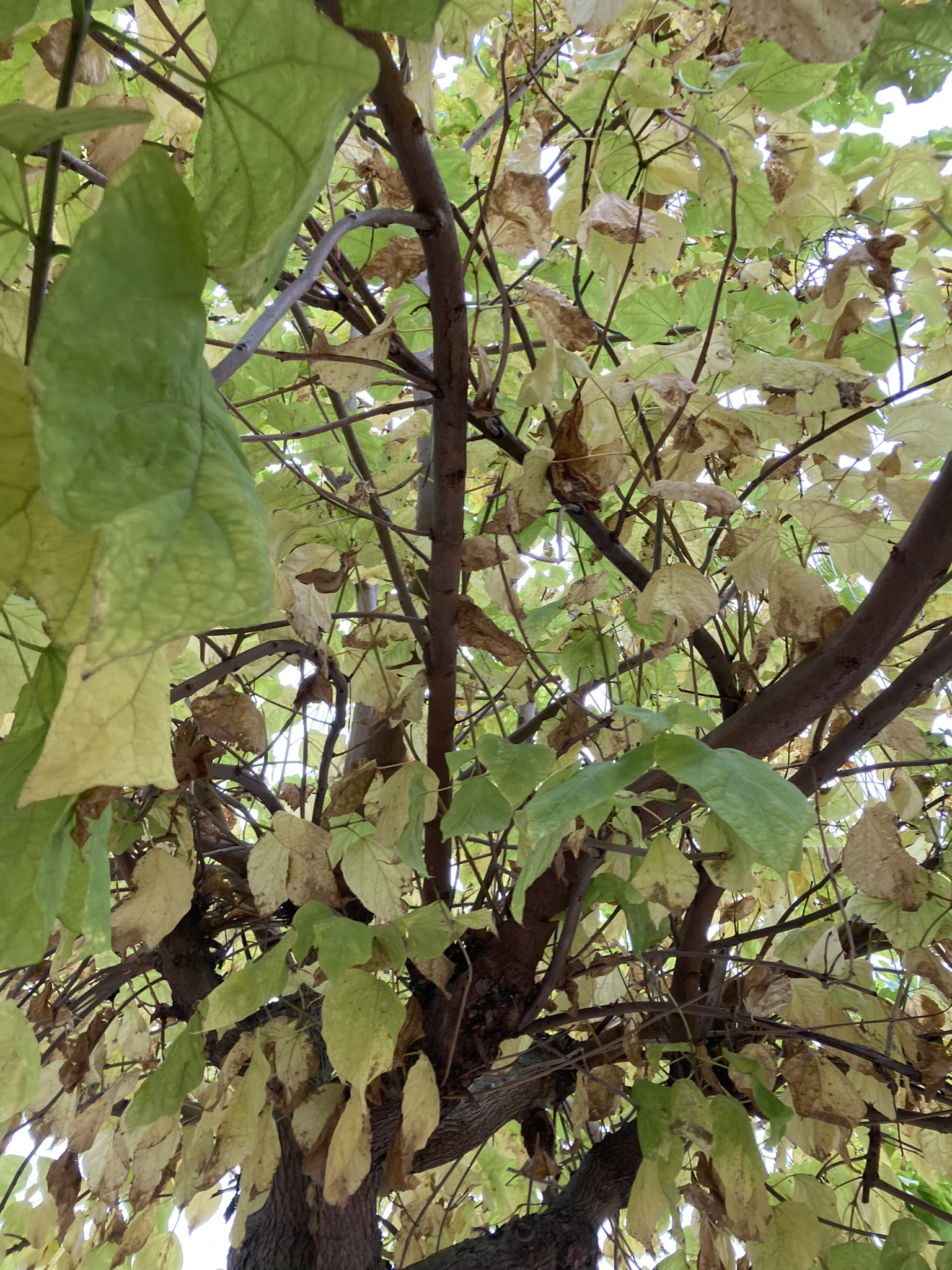 Autumn Leaves