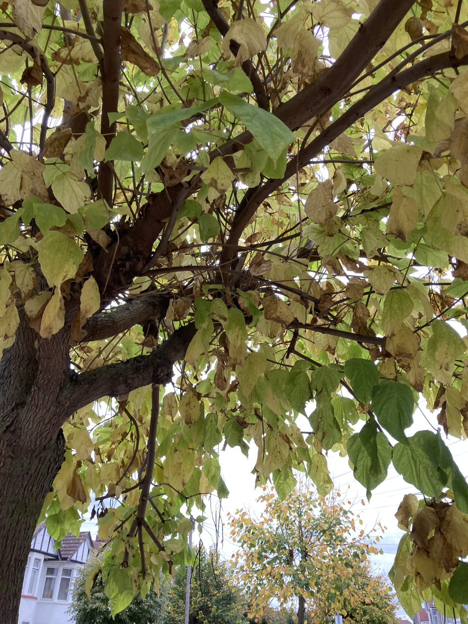 Autumn Leaves